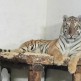 Dwa tygrysy, które znalazły azyl w Człuchowie nabierają sił