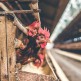 Powiat chojnicki został uznany za obszar zagrożony wystąpieniem choroby zakaźnej zwierząt – wysoce zjadliwej grypy ptaków (HPAI)