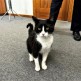 Komendant chojnickiej policji adoptował kotkę, która przybłąkała się na komendę