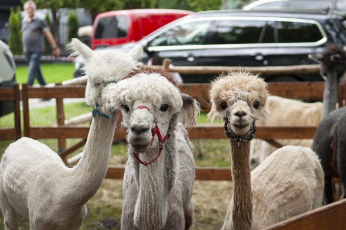 Ranczo w mieście. 'Przytulna Zagroda' przeniesie się do Chojnic?