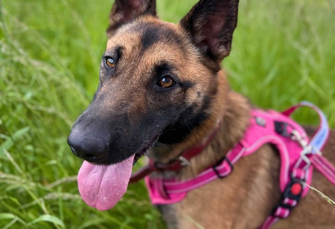 Przytul psa. Nela szuka domu!