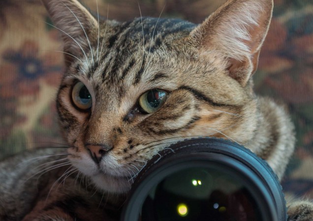 Mruczki w obiektywie - naucz się fotografii i pomóż kotom