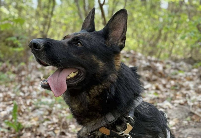 Pilnie poszukiwany dom dla psa!