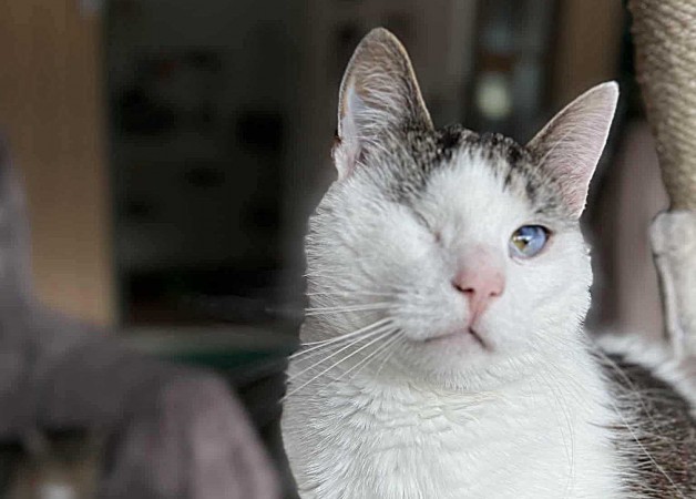 Pokochajcie niechciane. Wiktor szuka domu!