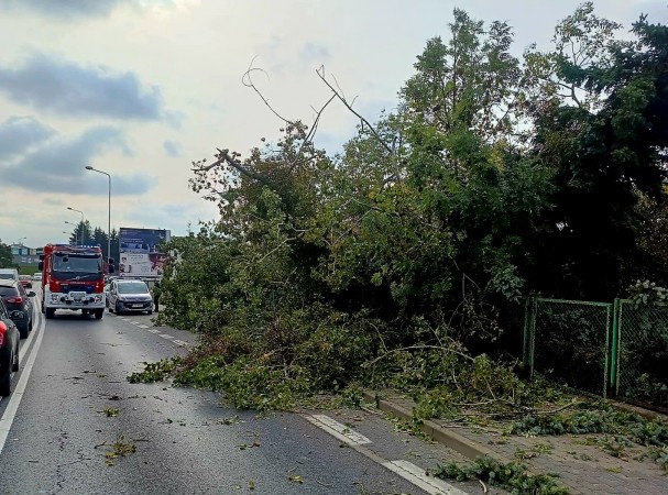 Silny wiatr przewrócił drzewo na ulicy Bytowskiej