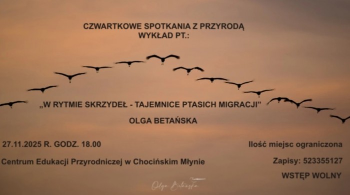 W rytmie skrzydeł - tajemnice ptasich migracji