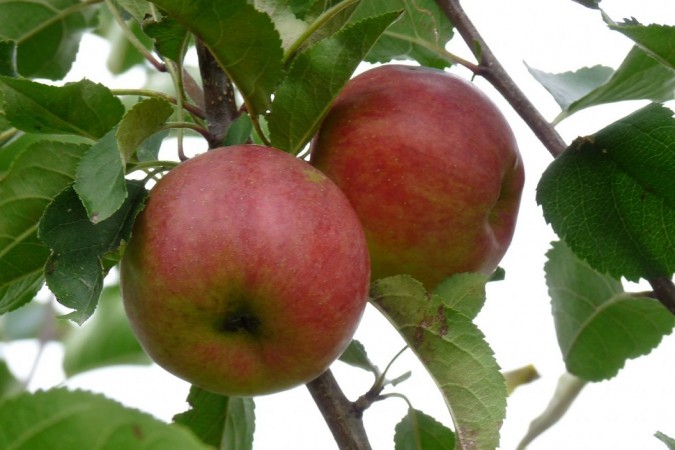 Co wyróżnia letnie odmiany jabłoni na tle innych?