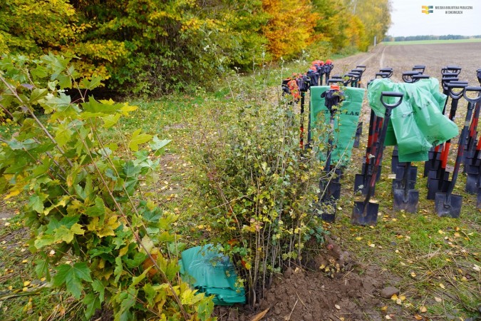 Na obrzeżach Chojnic posadzonych zostało 750 drzew