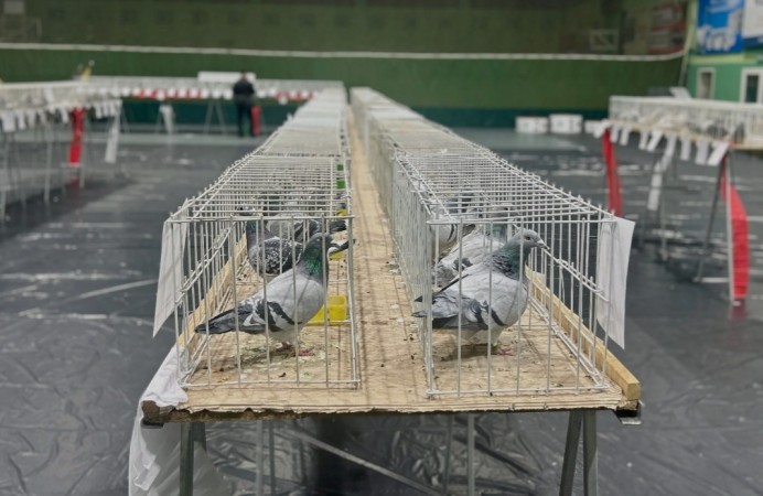 Do Chojnic przyjadą miłośnicy gołębi pocztowych