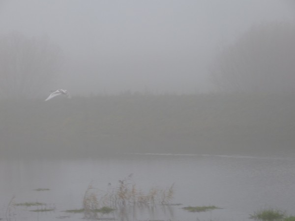 Uwaga! Gęsta mgła!