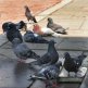 Głos w sprawie ptaków w mieście