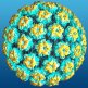 Wirus HPV