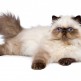 Dla kogo kot perski będzie najlepszym towarzyszem? Poznaj tę rasę kotów