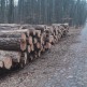Po segregacji drewno trafi do sprzedaży 
