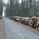 Drewno z Lasku Miejskiego sprzedało się na pniu