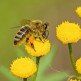 'Sadzimy dla pszczół w gminie Chojnice'
