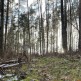 Nadleśnictwo Rytel zabrało głos w sprawie wycinki lasu w Charzykowach