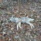 Są wyniki sekcji zwłok wilczycy znalezionej w Funce na początku tego roku