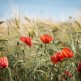 'Polne kwiaty w obiektywie' - konkurs fotograficzny