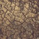 Rusza szacowanie strat spowodowanych suszą 