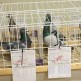 Do Chojnic przyjechali miłośnicy gołębi pocztowych (FOTO)