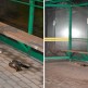 Martwe ptaki na przystanku autobusowym w Silnie. To gatunki objęte ochroną 