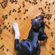 Karma dla psa – czy można dawać tylko suchą?