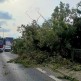 Silny wiatr przewrócił drzewo na ulicy Bytowskiej