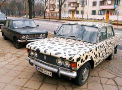 Duży fiat - samochód kultowy?   fot. Maciej Piąsta