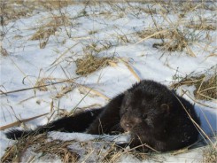 Norka amerykańska, fot. A. Niemcynowicz