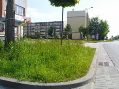 Taka trawa wyrosła przy ul. Jana Pawła II, w pobliżu skrzyżowania z ul. Filomatów.