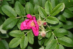 Róża pomarszczona (fot. M. Kochanowska).