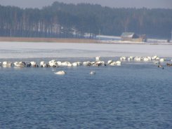 Ptaki na jeziorze Witoczno.