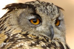 Portret puchacza - fot. Cezary Korkosz