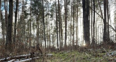 Nadleśnictwo Rytel zabrało głos w sprawie wycinki lasu w Charzykowach