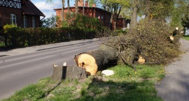 Zakończyła się wycinka drzew pod inwestycję na ul. Ceynowy (FOTO)