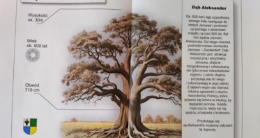 Nasz kandydat do tytułu Drzewa Roku. Głosowanie rusza w czerwcu!