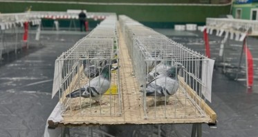 Do Chojnic przyjadą miłośnicy gołębi pocztowych