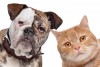 Bel Cane- Salon Pielęgnacji psów i kotów