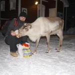 Po przyjechaniu na miejsce przywitał nas sam Rudolf. Lapońskie ranifery to prawdziwe głodomory.